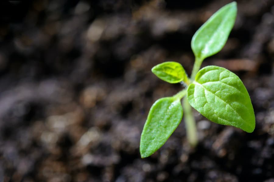 a seed sprouting after ericaceous compost