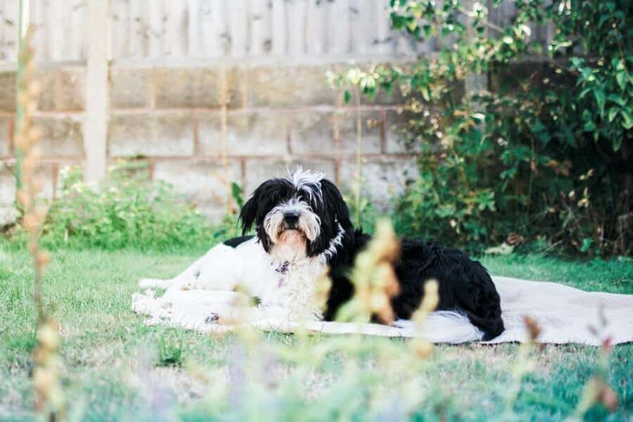 dog in a dog-friendly garden with a fence