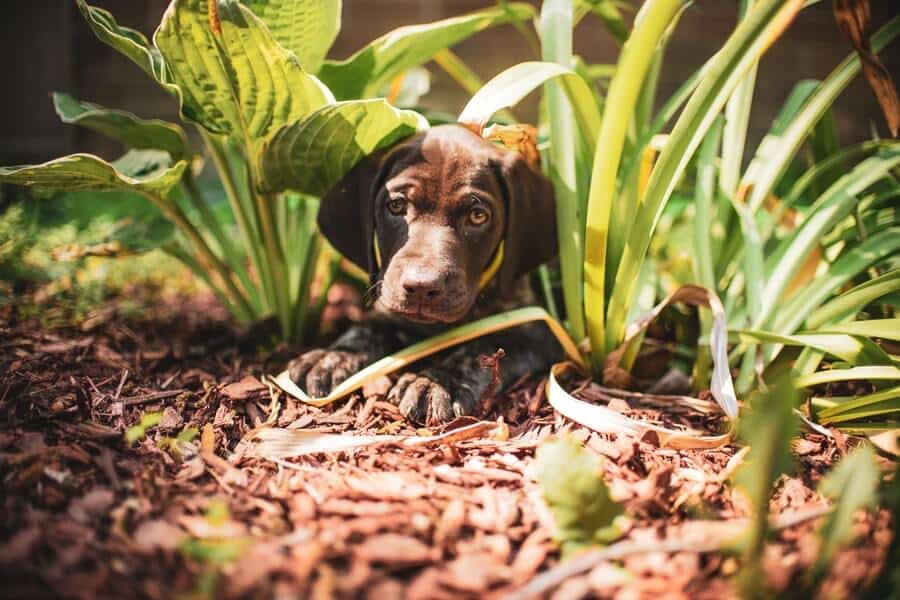 brown dog in grass