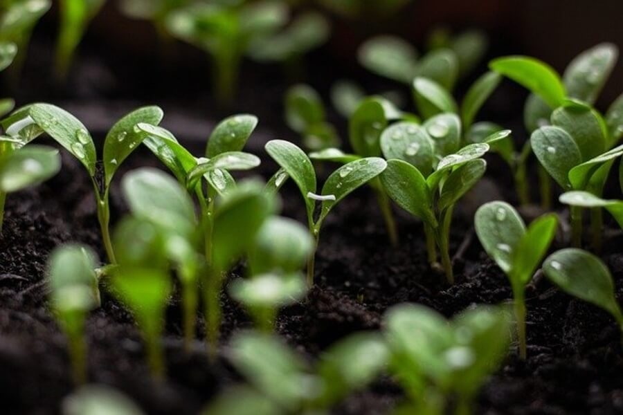 seedlings grown from grow bag gardening