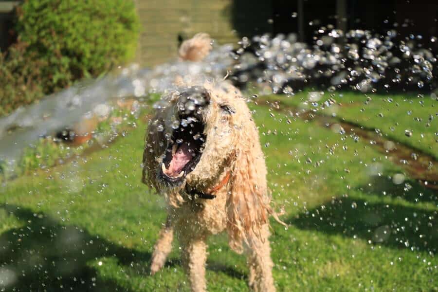dog drinking from the hose pipe