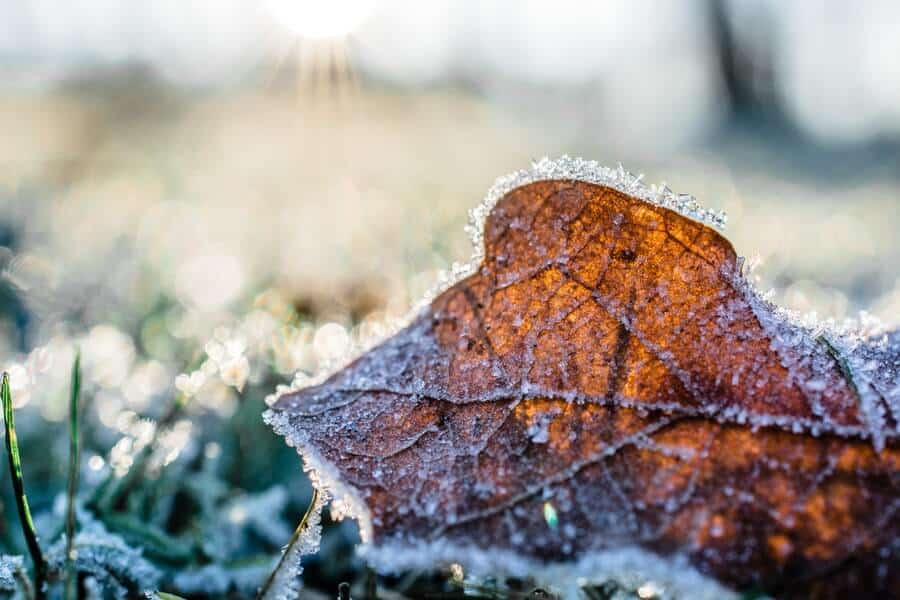 leaf in late frosts