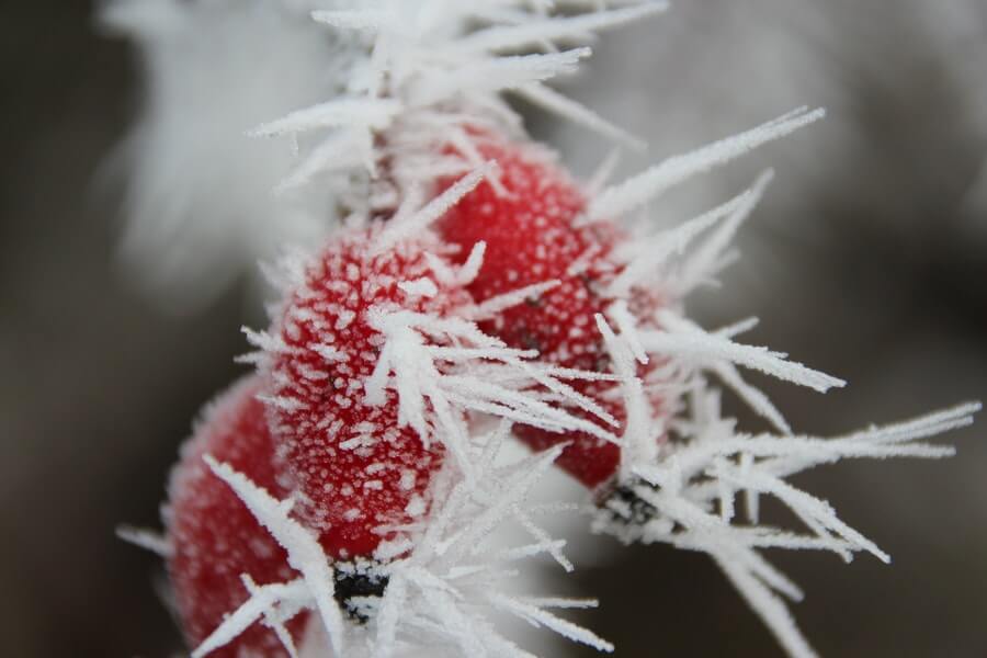 red plant in late frosts