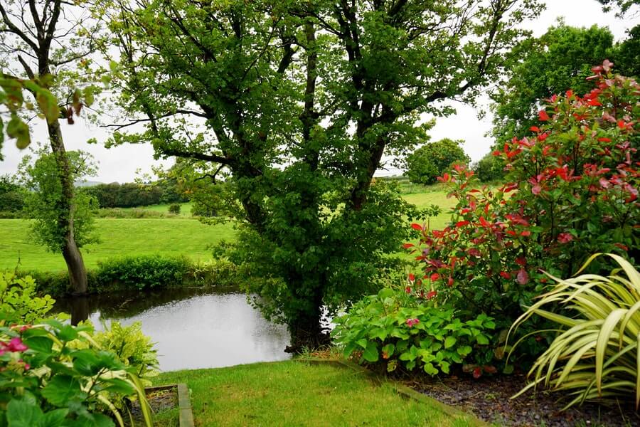 garden pond