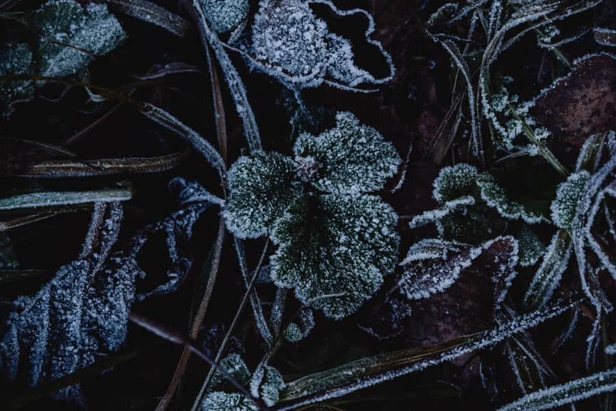 green leaves in late frosts