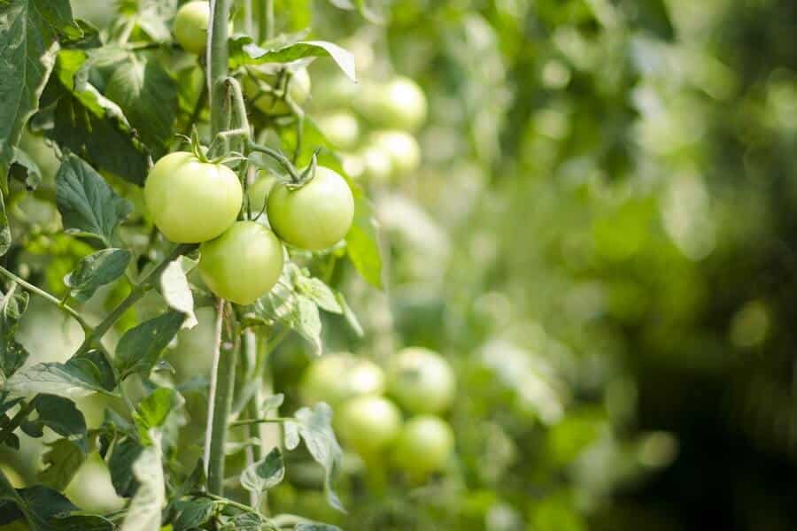 green tomato plants