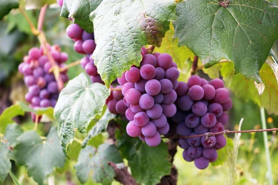 climbing grape vines growing in an edible landscaping design