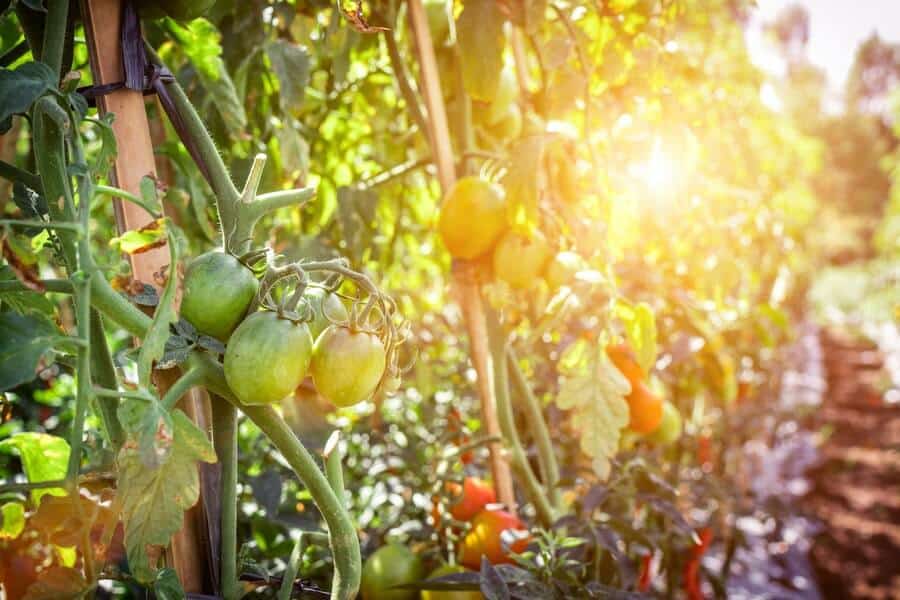 tomato plants growing in sunlight