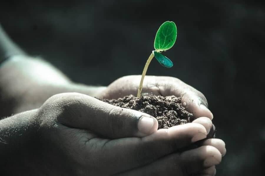 someone holding a seedling grown by grow bag gardening