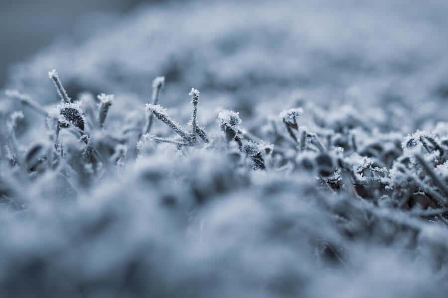 hedge in late frosts