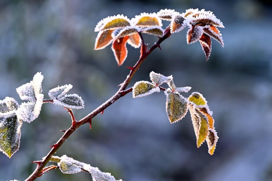 hedge leaves in late frosts