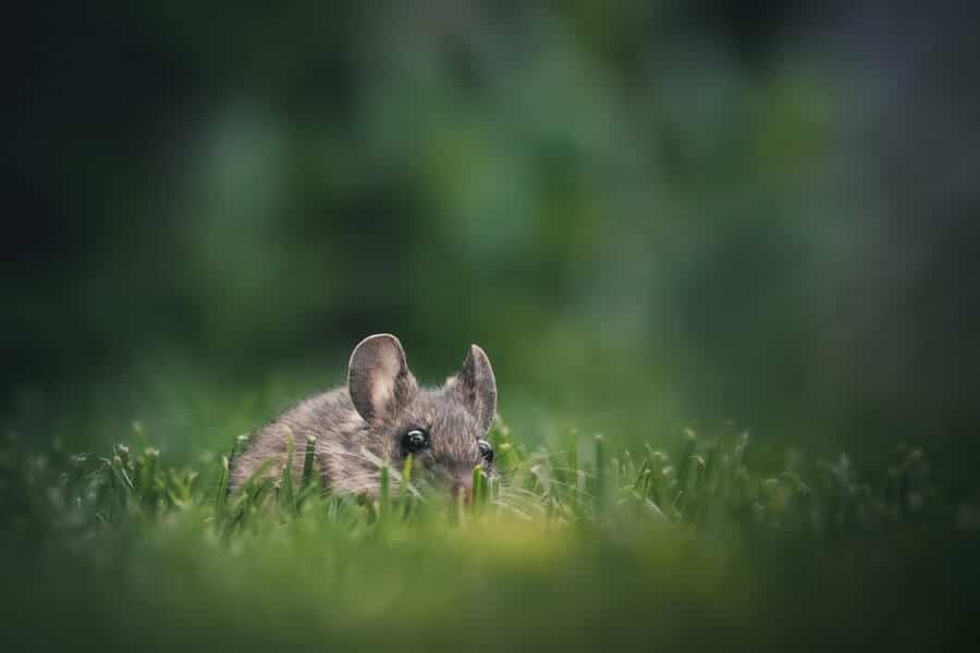 a mouse which will eat seeds before they can germinate
