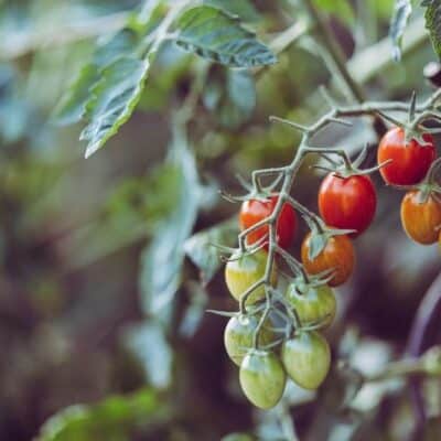 tomato vines