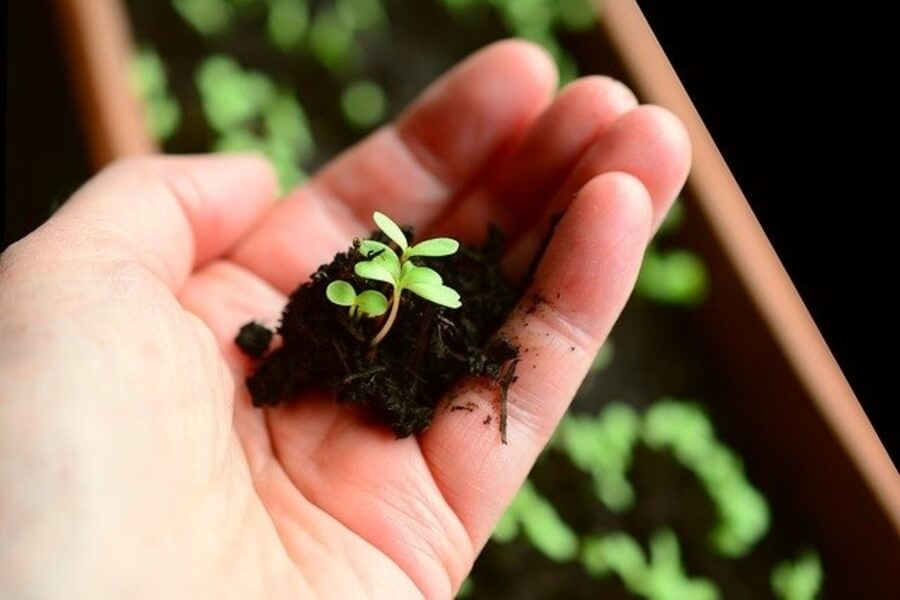 person holding a seedling