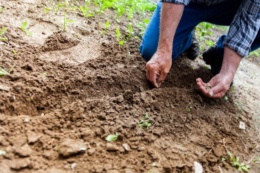 person planting seeds for them to germinate