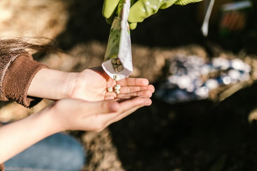 person pouring seeds into their hands