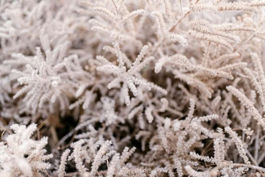 plant in late frosts