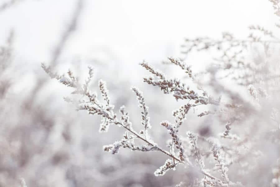 plant in snow