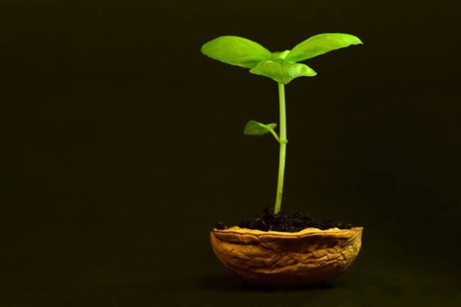 plant seedling growing from grow bag gardening