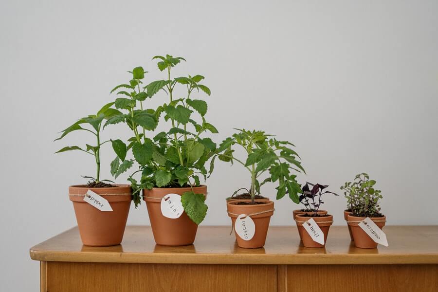 tomatoes and other plants growing in pots