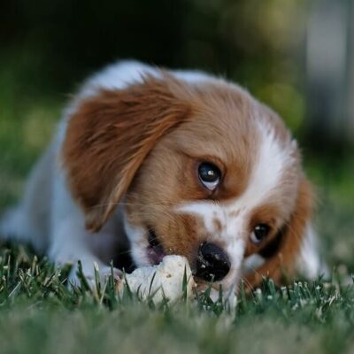 puppy lying down in a dog-friendly garden