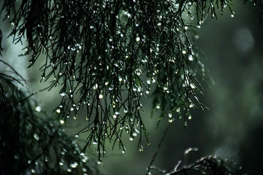 green tree in April showers