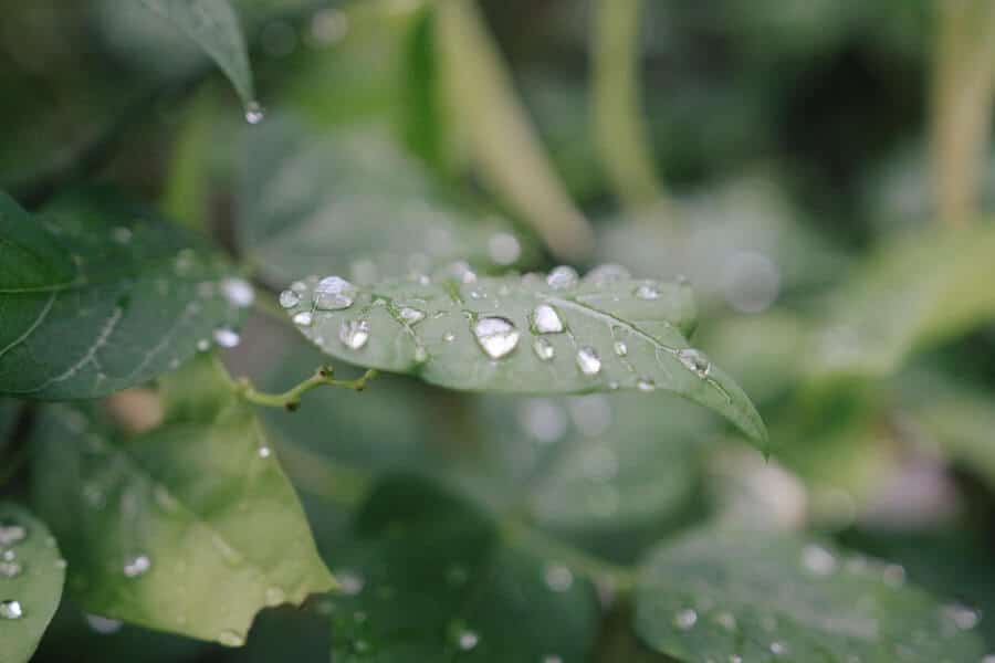 raindrops on green leaf