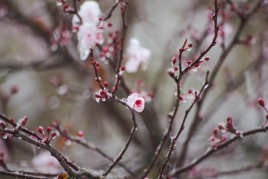 red bush in late frosts