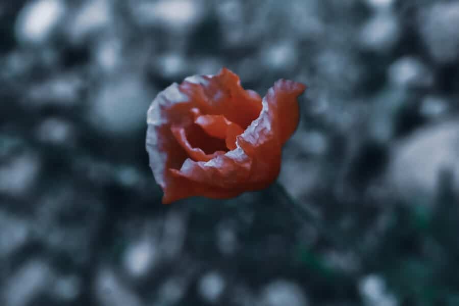 red plant in late frosts