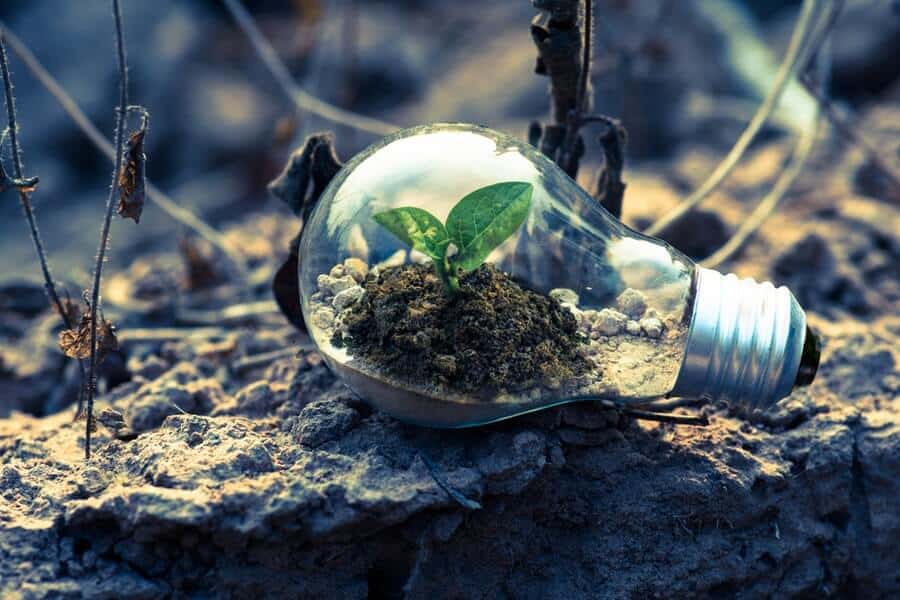 a seed that has managed to germinate growing inside a light bulb