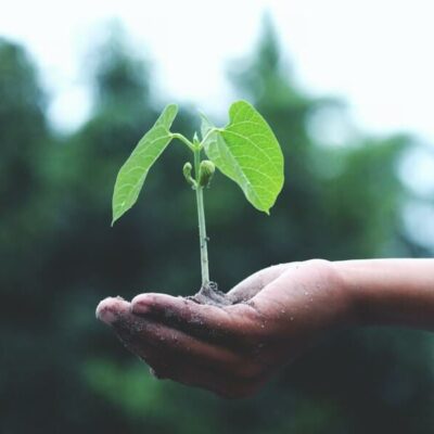 a seed that has managed to germinate in someone's hand