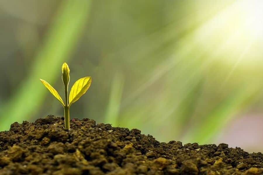seedling growing