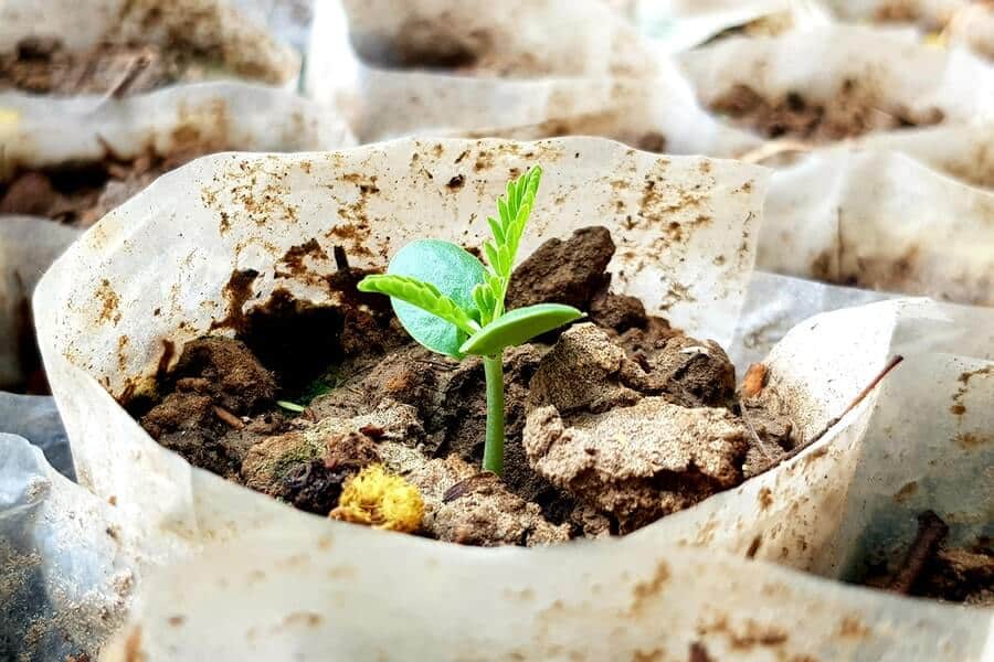 seedling in compost 1