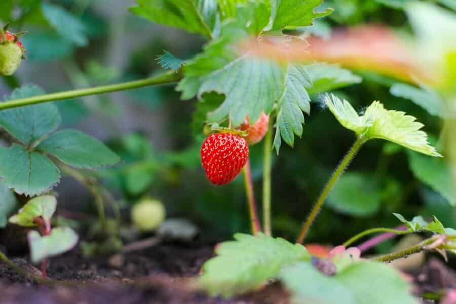 growing strawberry plant in an edible landscaping design