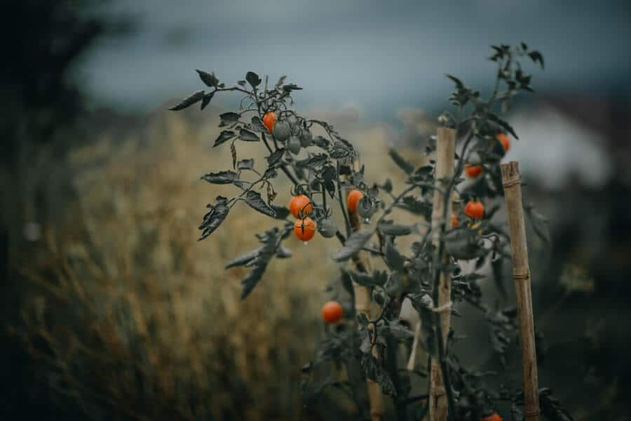 tomato plants supported by structures