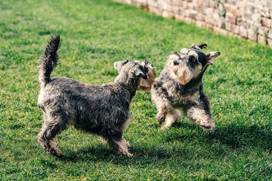 dogs playing in a dog-friendly garden