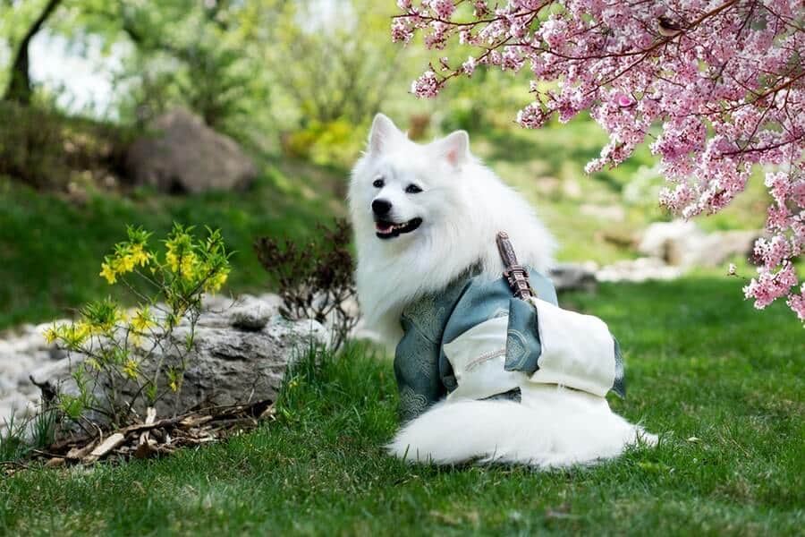 plants in a dog-friendly garden