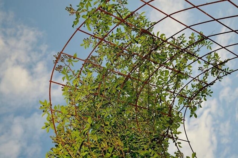climbing plants in a windy garden supported by trellis