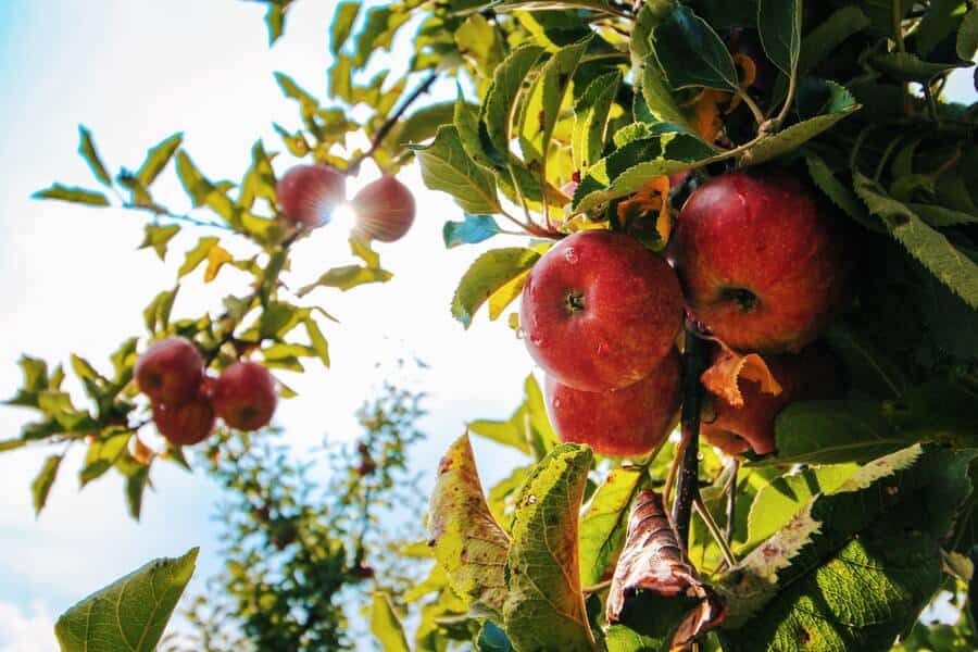 an apple tree in a fruit tree guild