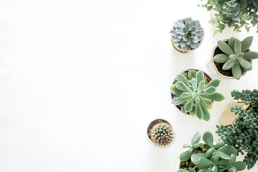 indoor plants collection