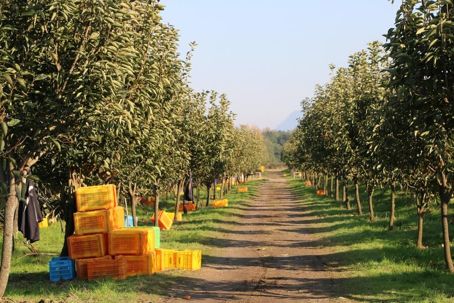 a fruit tree guild