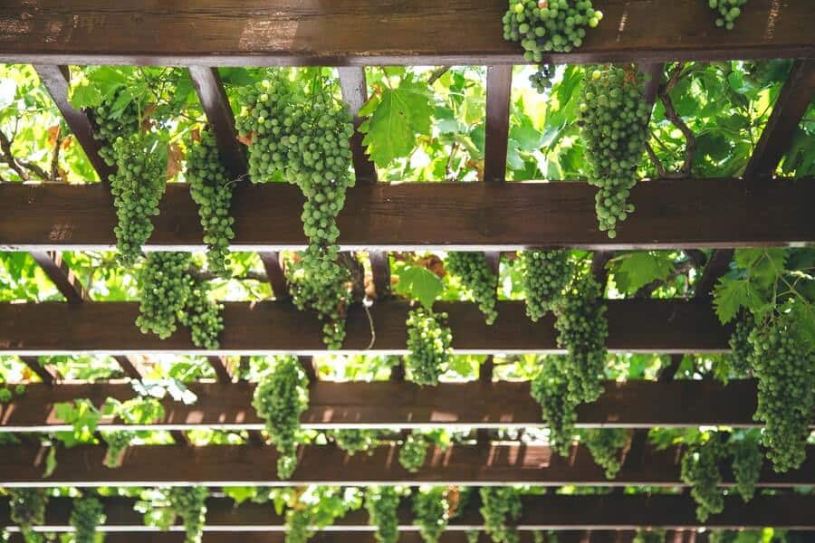 garden pergolas used as windy garden solutions