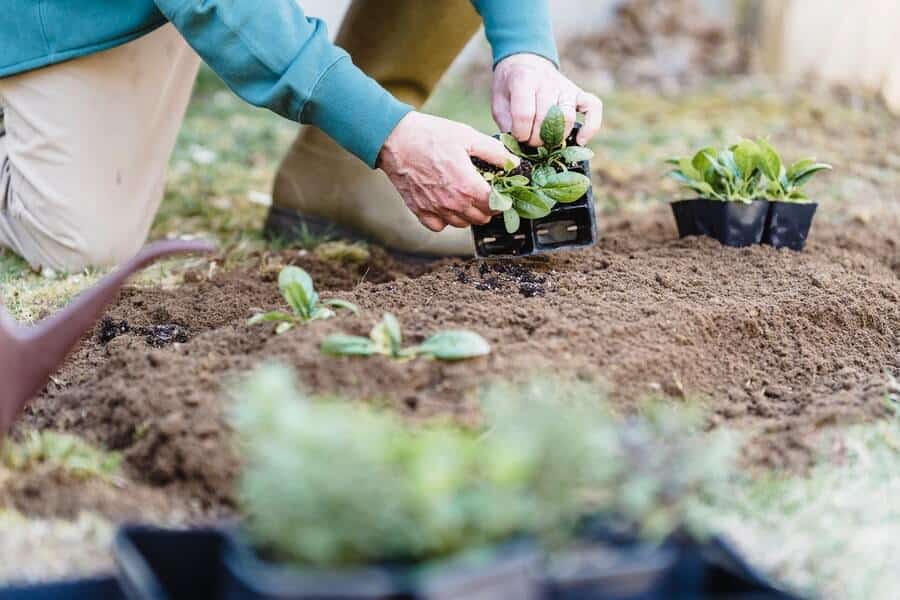 gardener transferring plants from their containers