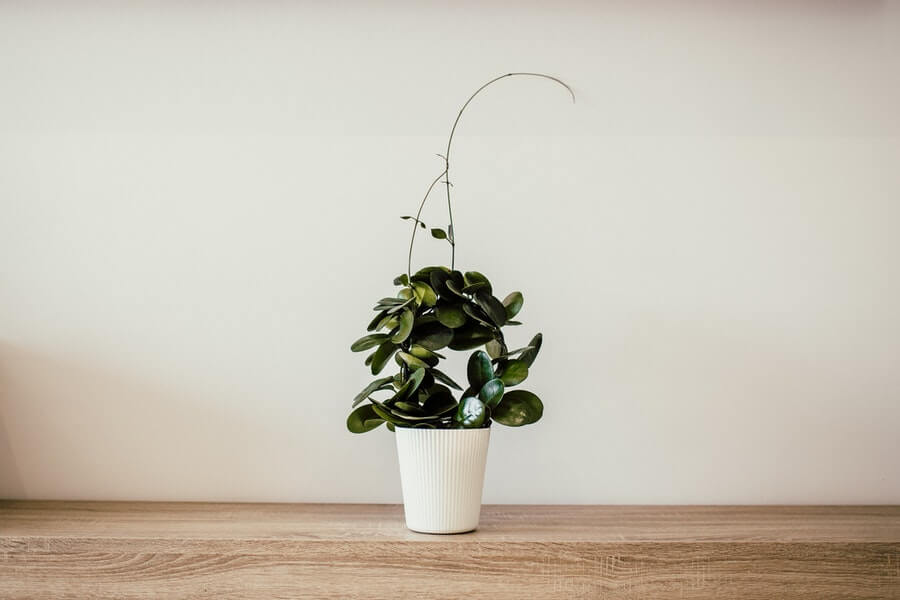 hanging indoor plant