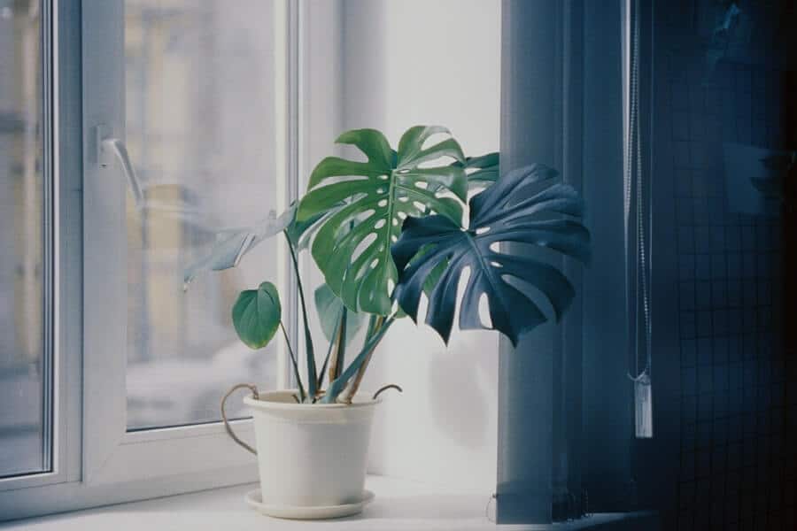indoor plant on windowsill