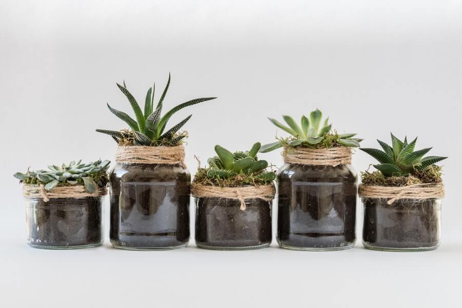 indoor plants in glass jars