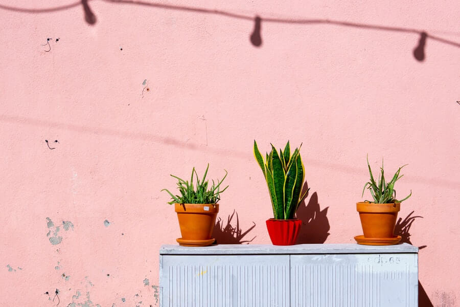 indoor plants growing on furniture