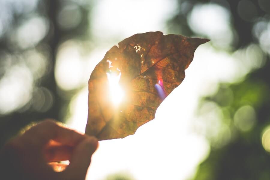 sunlight shining through a leaf