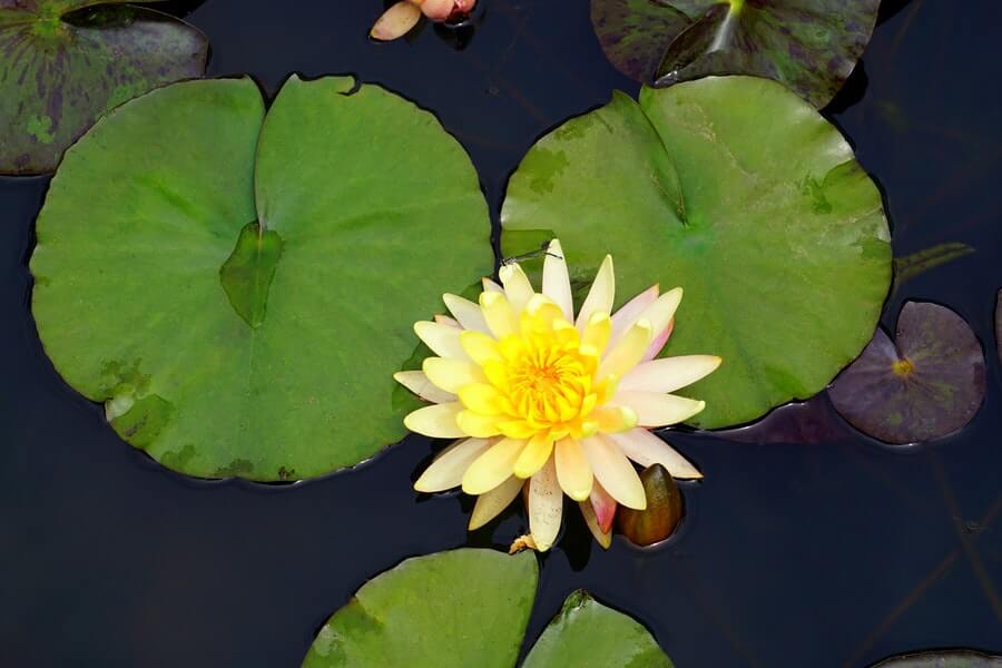 lily pads on a garden pond shining in the sunlight