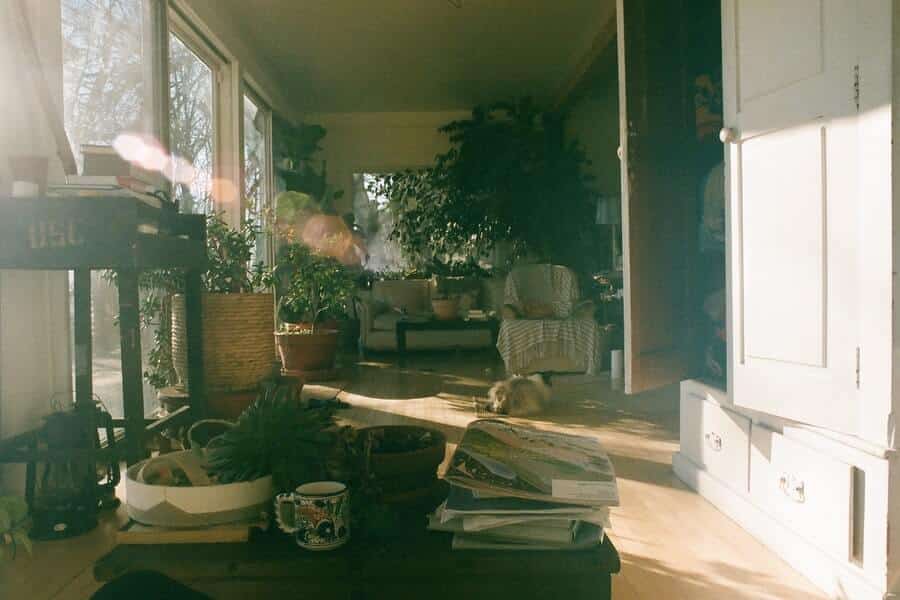 living room with indoor plants
